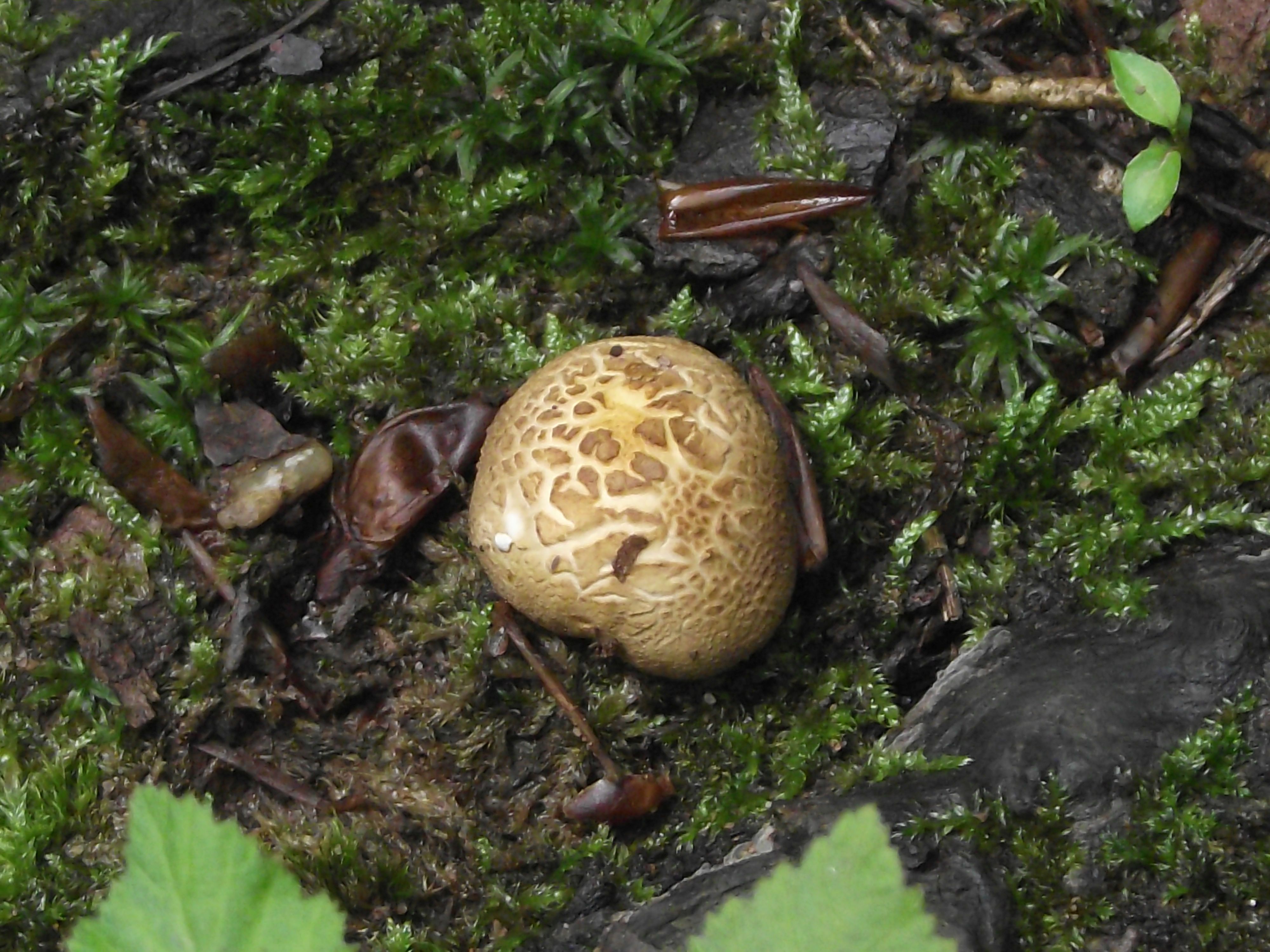Dickschaliger Kartoffelbovist